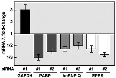 GAPDH, Interferon γ, and Nitric Oxide: Inhibitors of Coronaviruses
